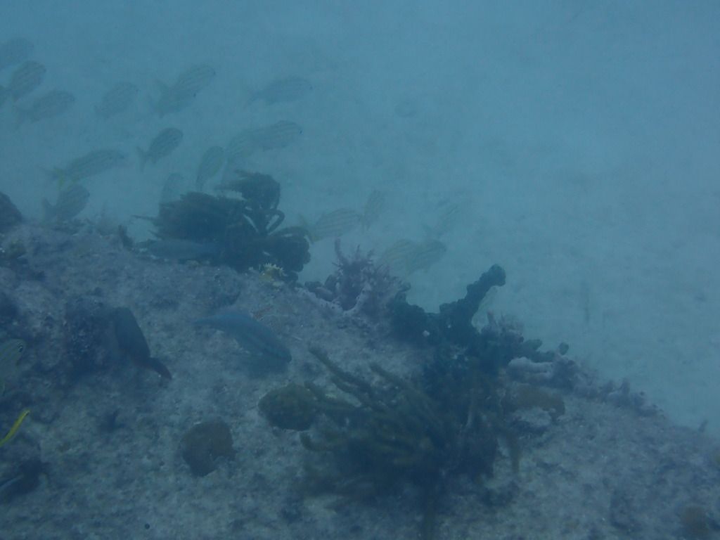 Neptune Memorial Reef