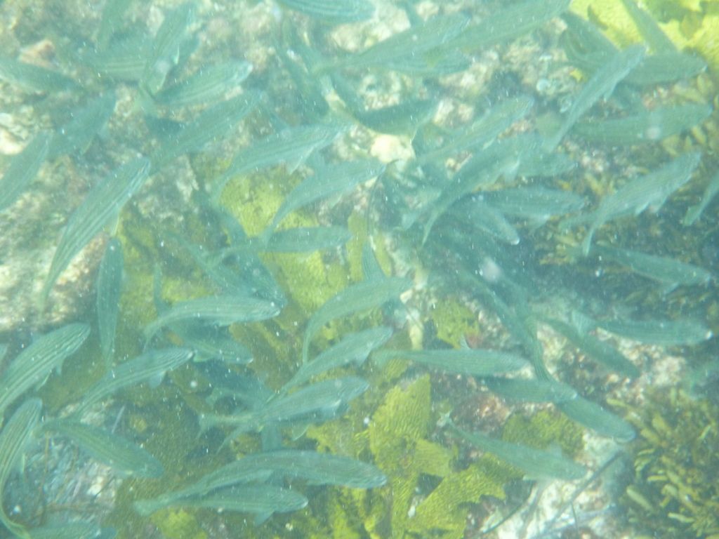 Boyinaboat reef