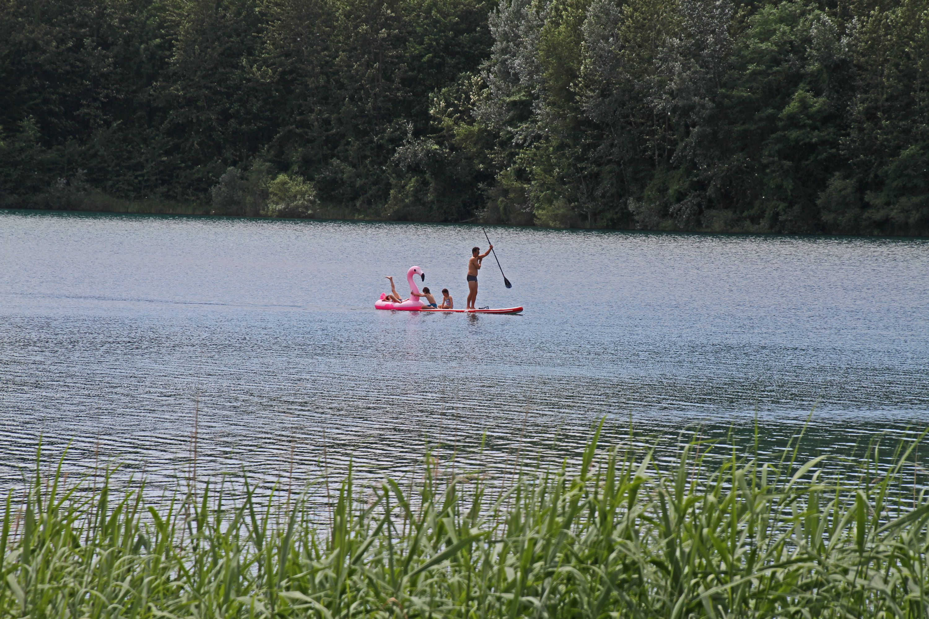 Grauelsbaum