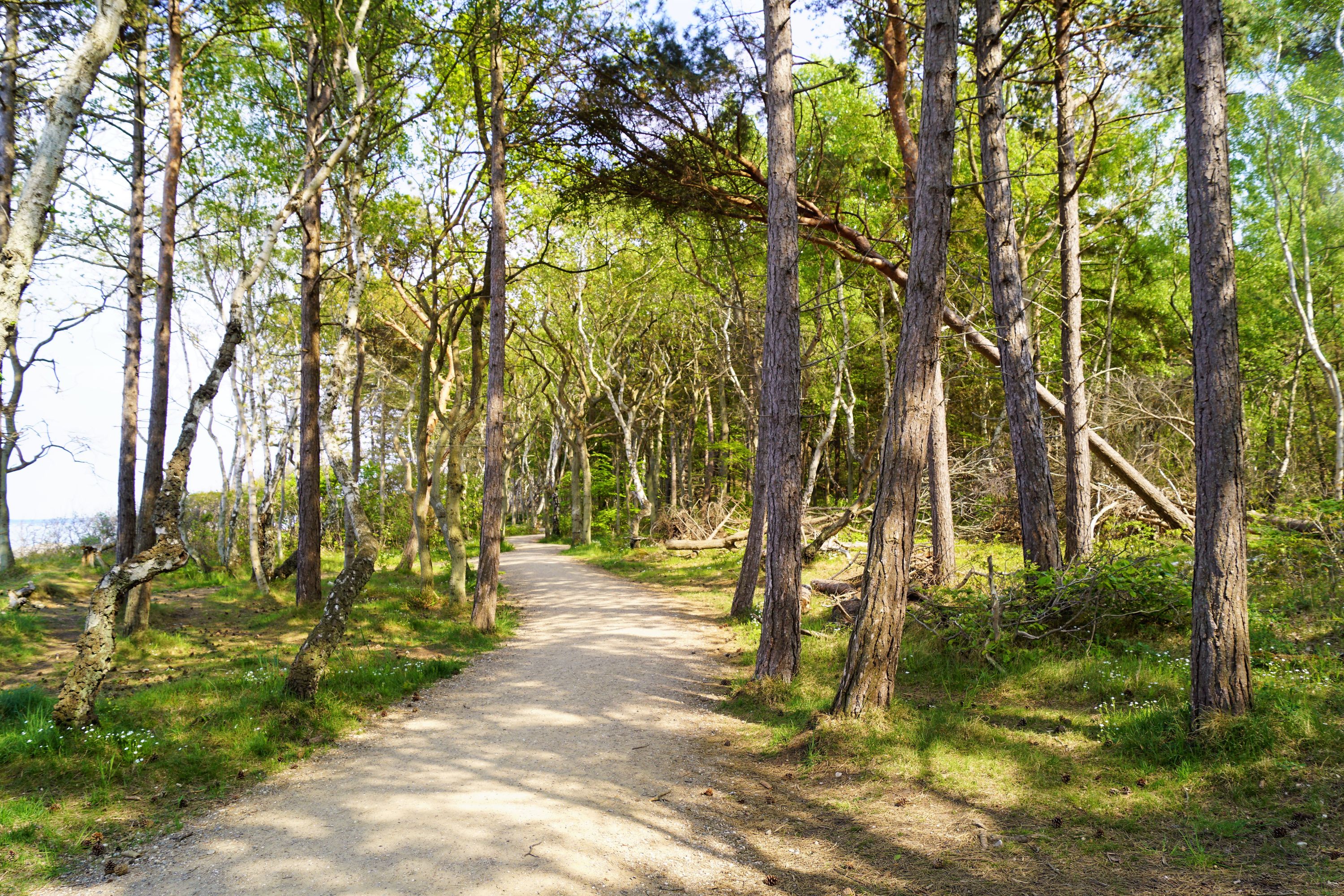 Hornbæk Plantage