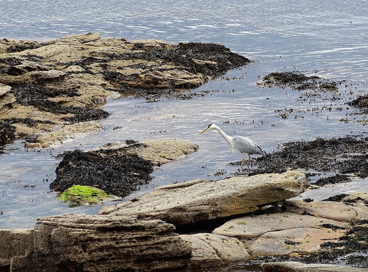 St Mary's Lighthouse